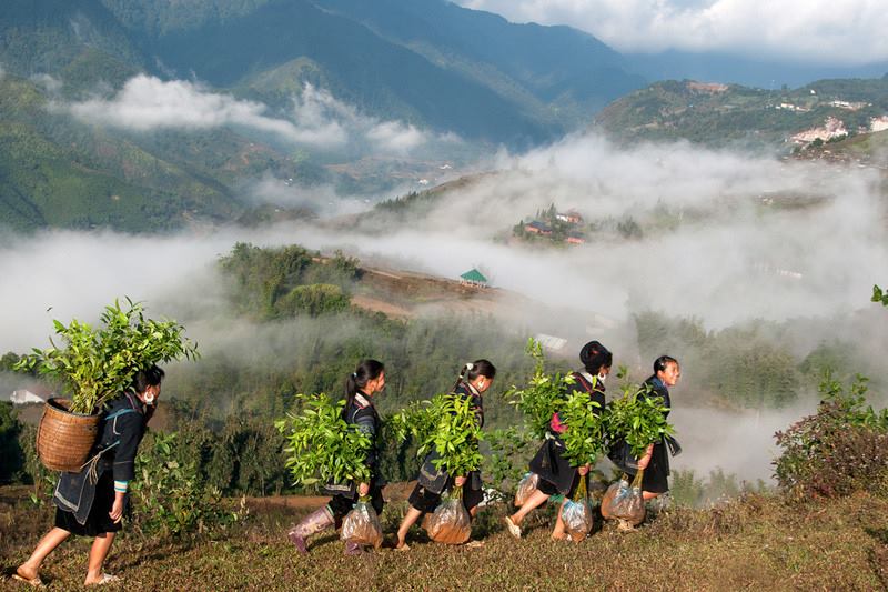 Mùa xuân là tết trồng cây