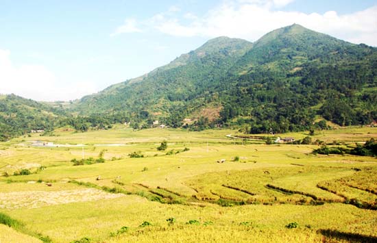 Cánh đồng lúa chín trải dài.