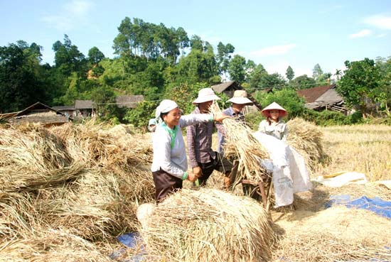 Cùng nhau tuốt lúa.