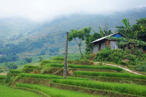 Một ngôi nhà dân nằm nép dưới chân núi và được bao bọc bởi những dải ruộng bậc thang lúa lên xanh rì.