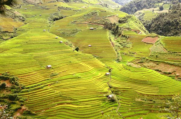 Ruộng bậc thang khu vực xã Chế Cu Nha, huyện Mù Cang Chải.