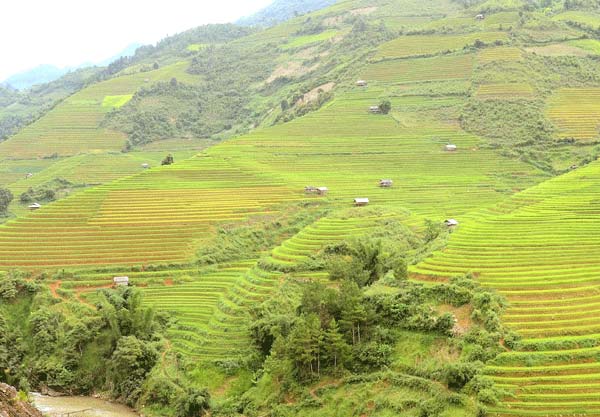 Màu vàng của lúa hòa với màu xanh của núi rừng.