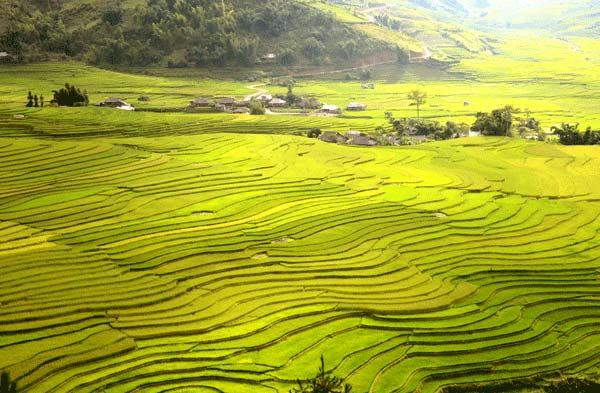 Ruộng bậc thang như tranh vẽ ở Tú Lệ.