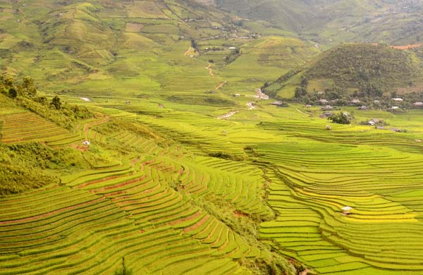 Sóng lúa vàng chất chồng nhau ngút tầm mắt ở thung lũng Tú Lệ.