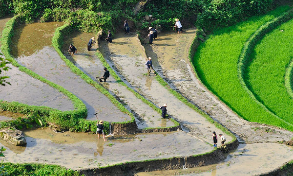 Cần mẫn với công việc đồng áng.