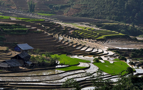 Vẻ đẹp ruộng bậc thang Tả Phìn.