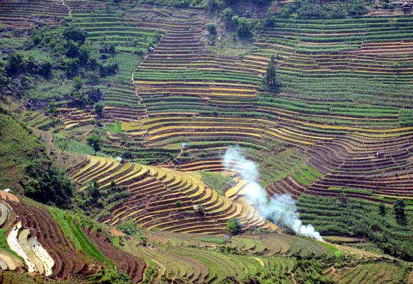 Ruộng bậc thang Pha Long (Mường Khương) vào mùa.