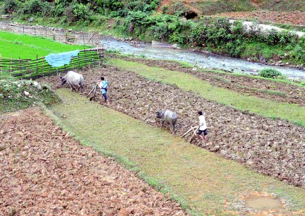 Nông dân vùng cao Pa Cheo (Bát Xát) cày ruộng chuẩn bị cho vụ lúa mùa.