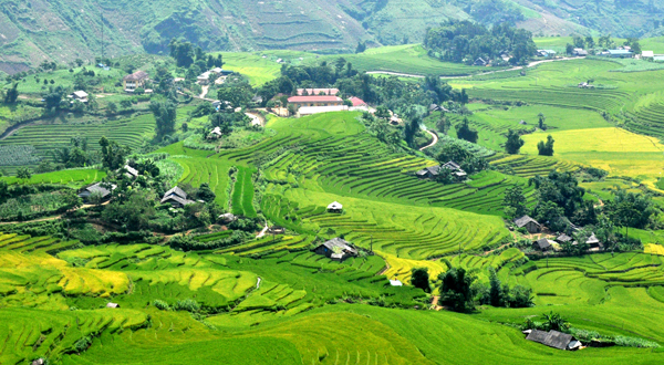 Mới đầu tháng 8, nhưng ruộng bậc thang xã Sàng Ma Sáo đang chuyển từ màu xanh sang màu vàng.