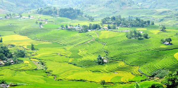 Từ trên cao nhìn xuống, cánh đồng bậc thang Sàng Ma Sáo tuyệt đẹp trong nắng trưa.