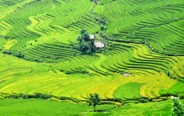 Lớp lớp sóng lúa bao quanh những ngôi nhà nhỏ.