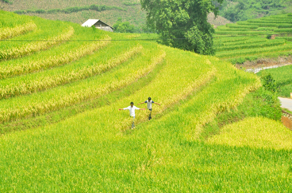 Vẻ đẹp quyến rũ của mùa thu vàng trên vùng cao Sàng Ma Sáo.